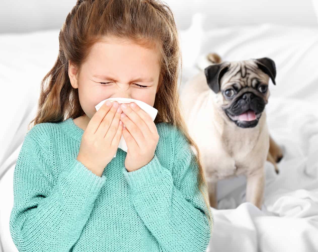Everything You Need To Know About Indoor Allergens