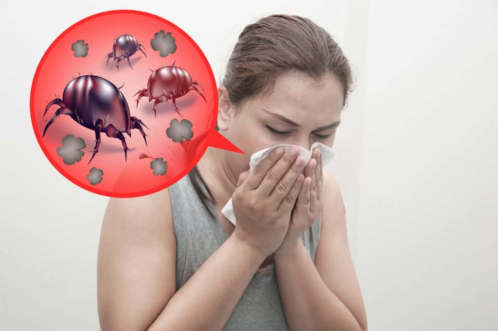 allergy mattress cover dust mites allergens