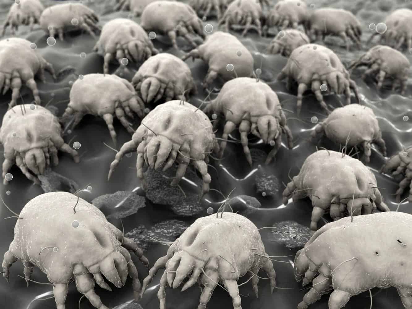 Everything You Need to Know About Dust Mite Allergies - Air Control Guy