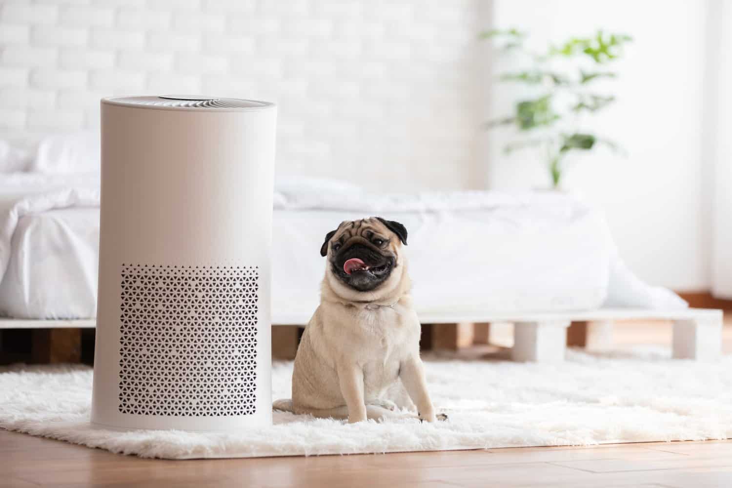 The Best Air Purifier for Pets In 2022 Air Control Guy