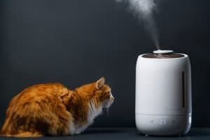 Best Humidifier For Cats